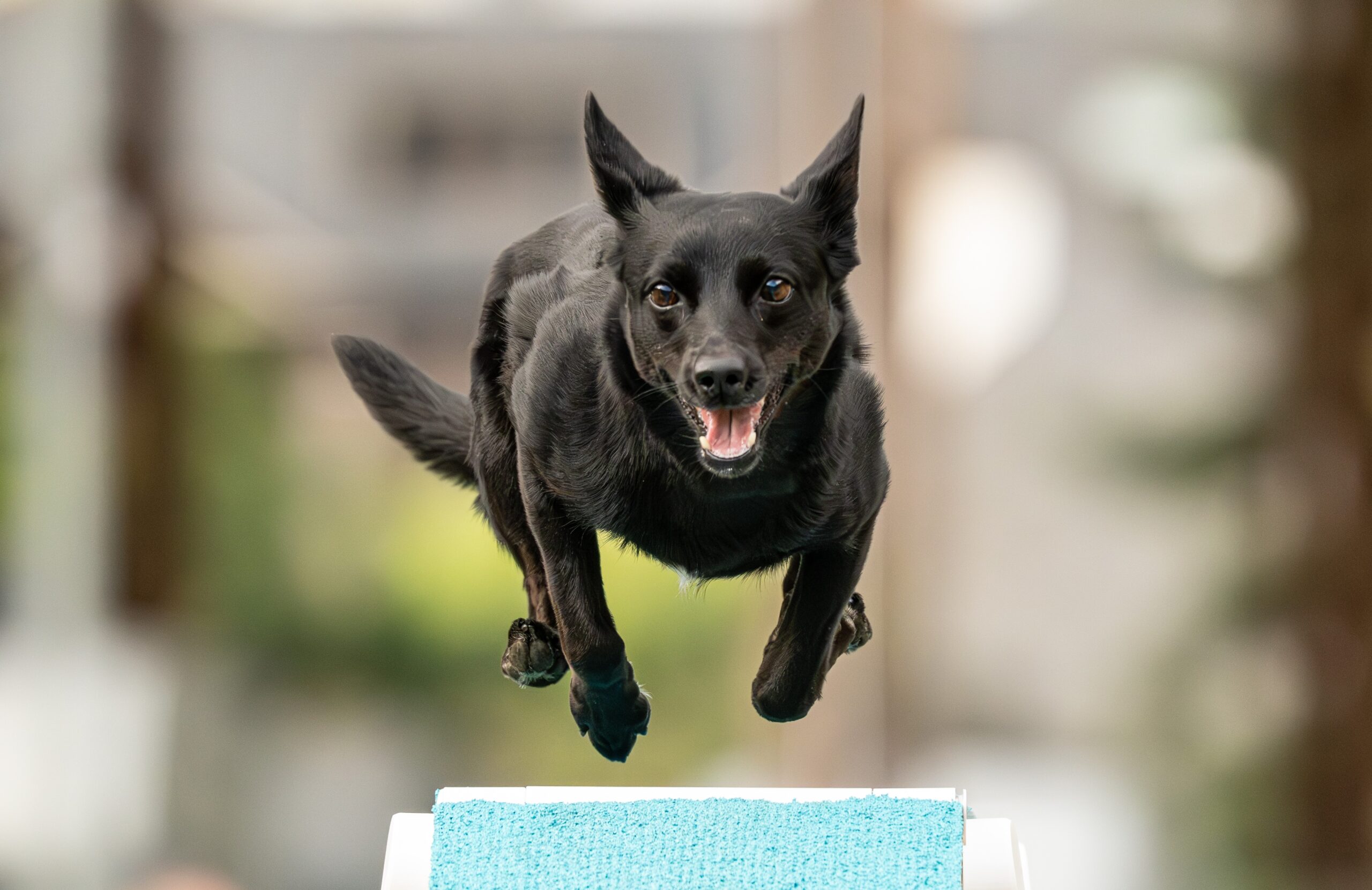 Perro practicando agility
