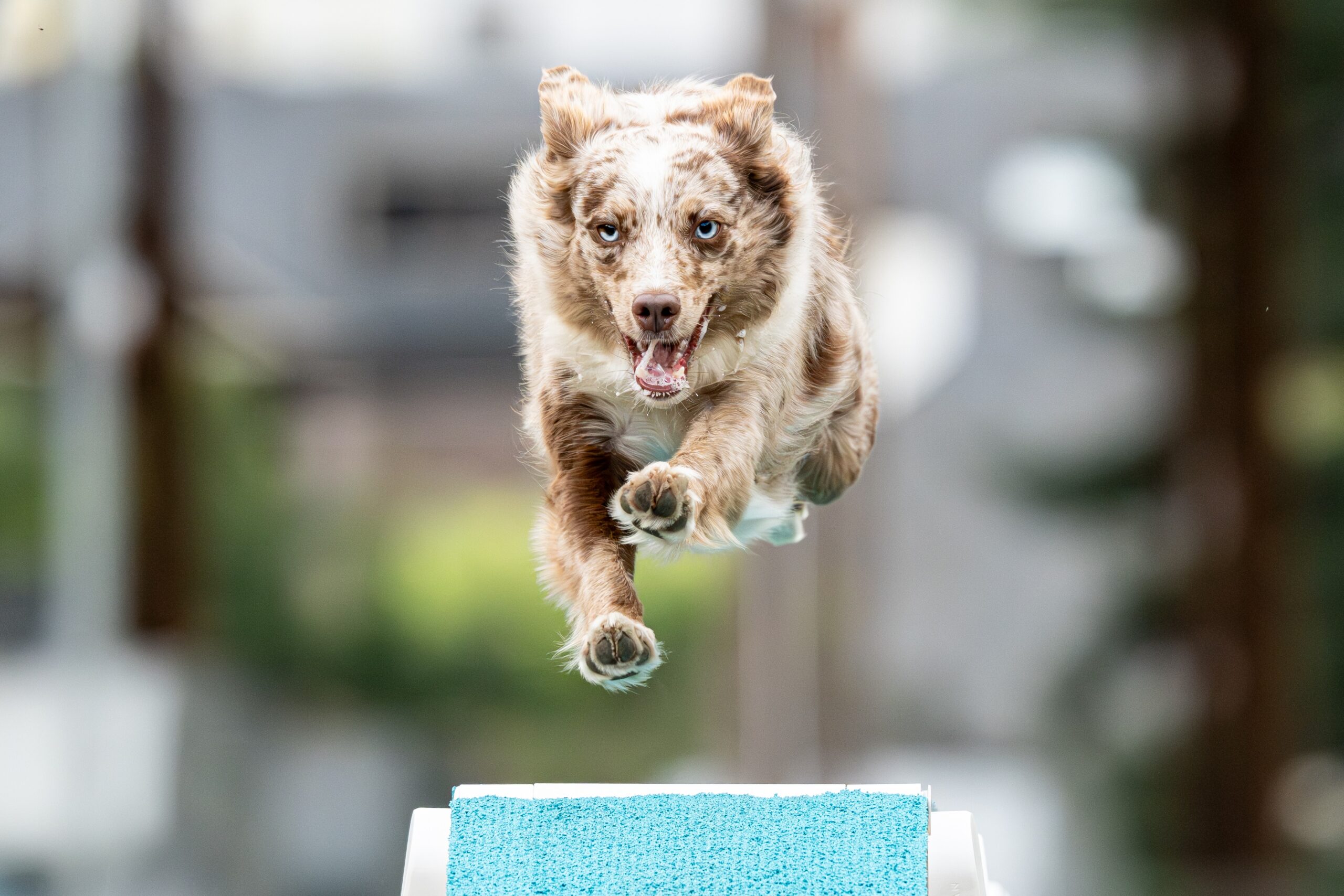Perro practicando agility