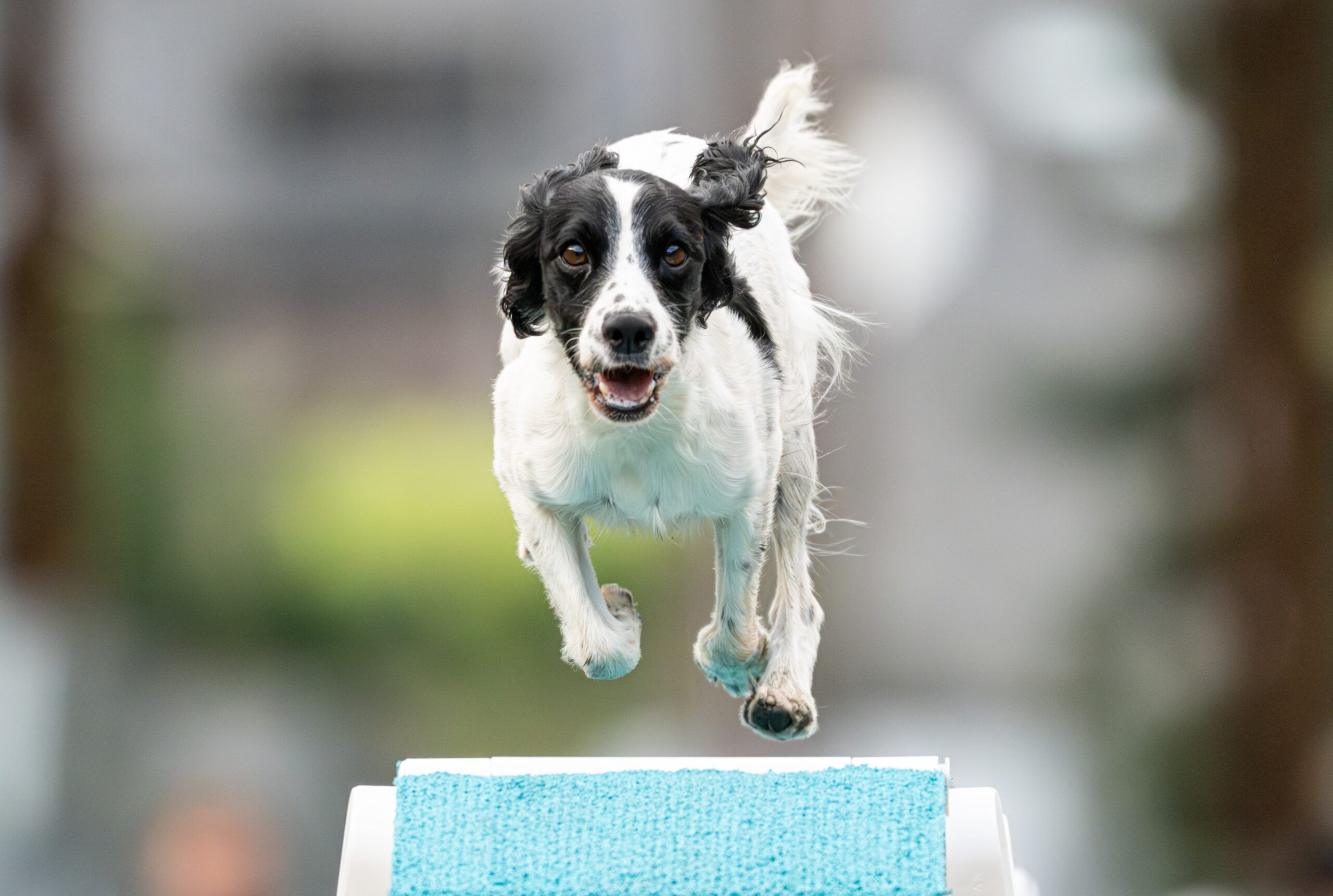 Perro practicando agility