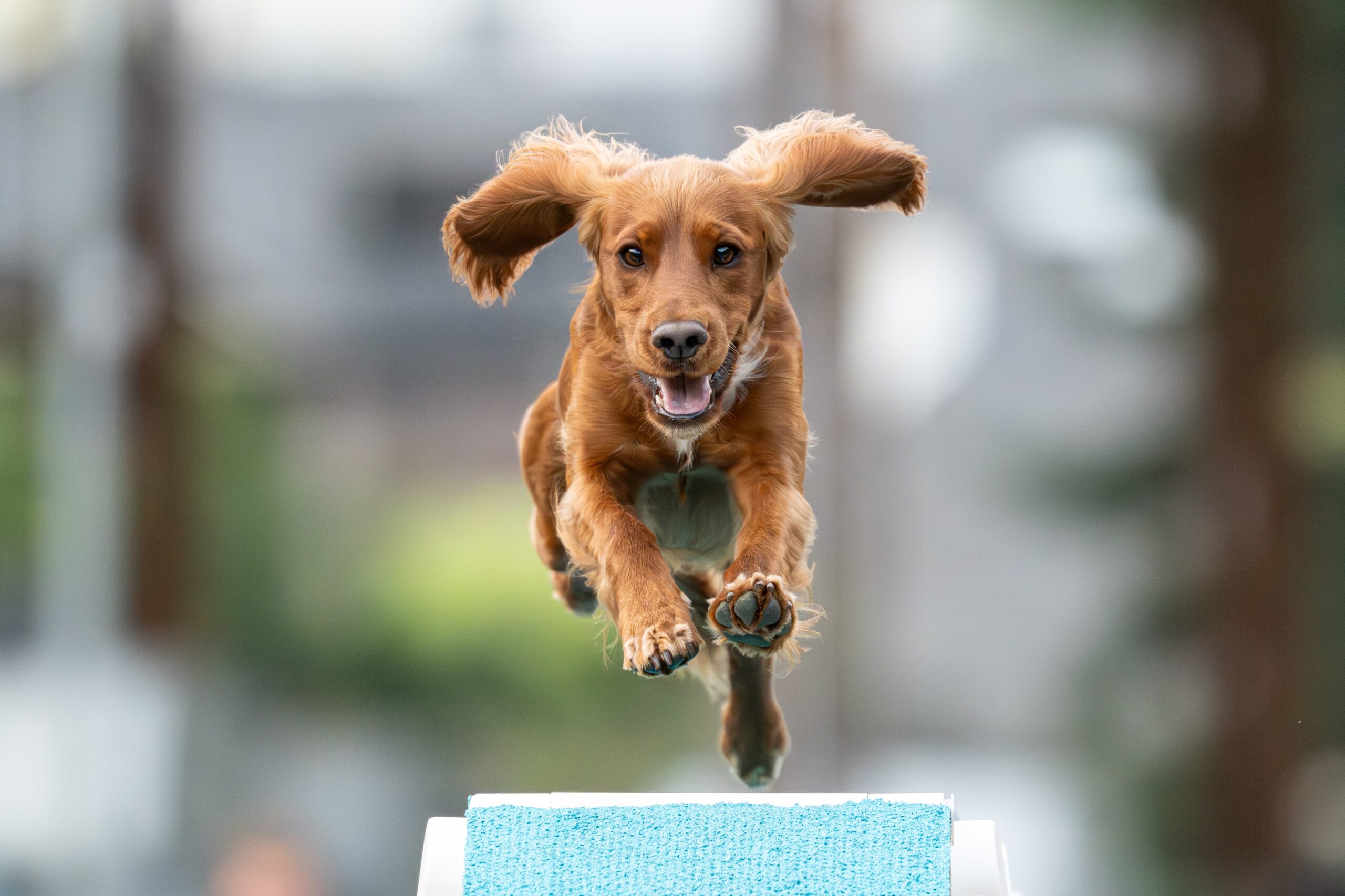 Perro practicando agility