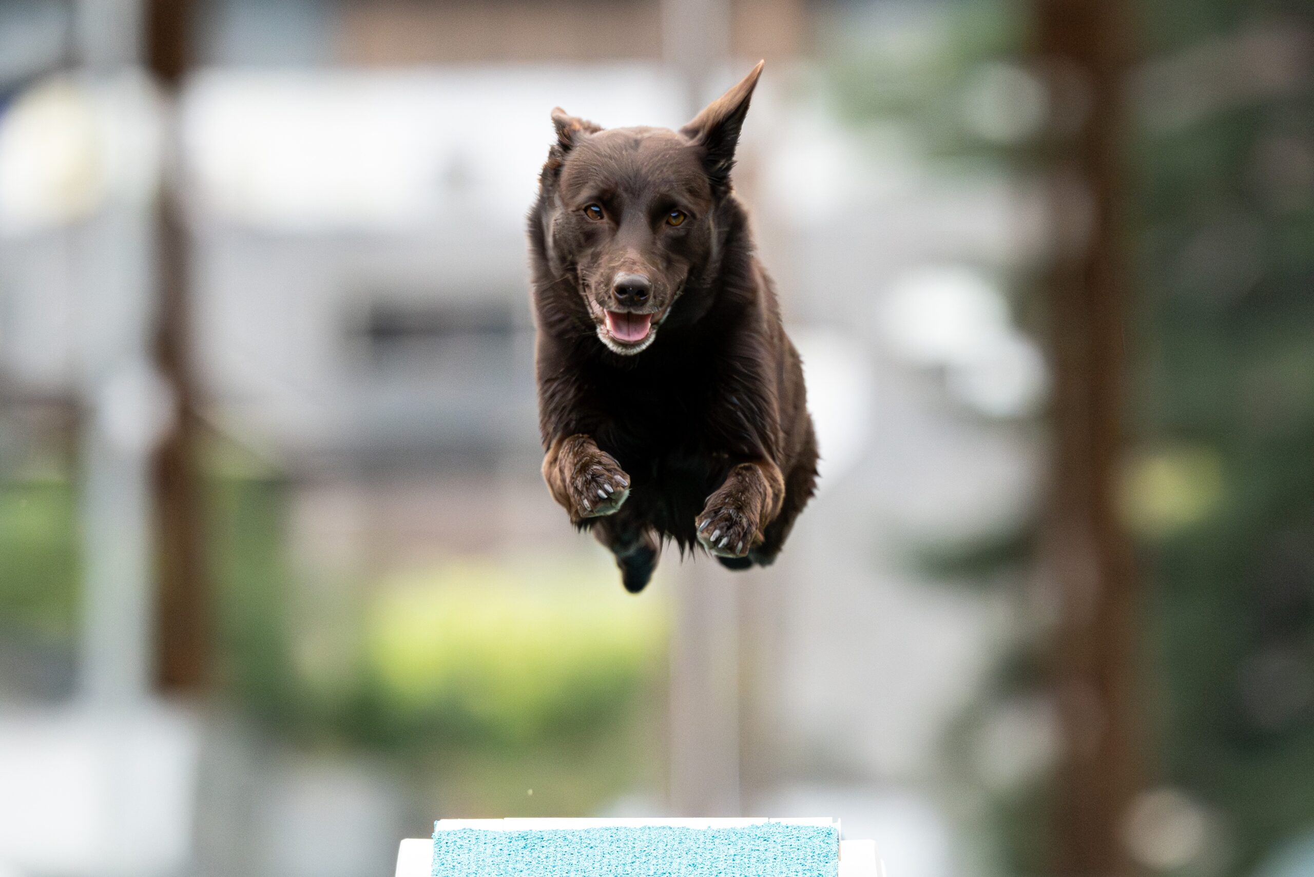 Perro practicando agility